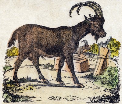 Stenbock. Gravyr i "" Alphabet des animaux sauvages"". 9:e serien. Bildspråk av Epinal, Pellerin, tryckare-förlag, cirka 1870. Gravyrer på trä, stencilerade. 16 sidor. Mått: 20 x 15 cm. Privat samling av French School