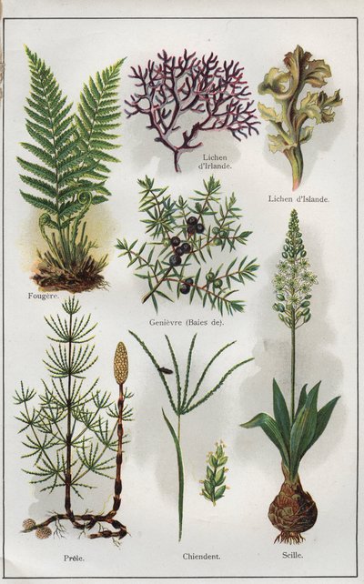 Illustration für "Mon docteur - Traité de médecine et d