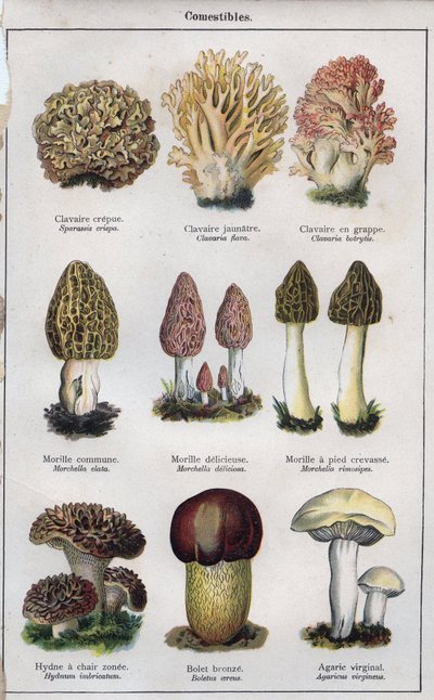 Illustration till "mon docteur - traite de medecine et d