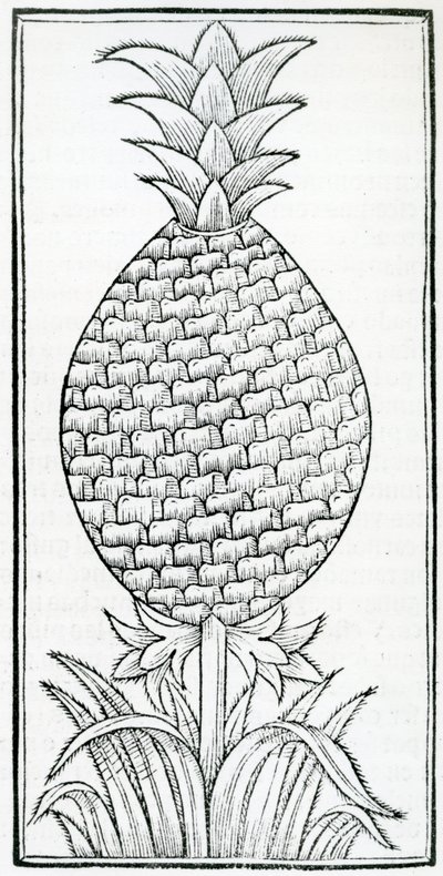 Illustration från "Of the Natural History of the Indies", av Gonzalo Fernandez de Oviedo (1478–1557) av French School