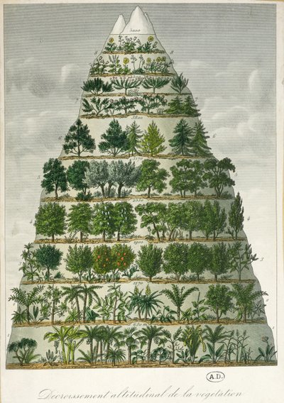 Illustration av olika typer av vegetation på olika höjder av French School