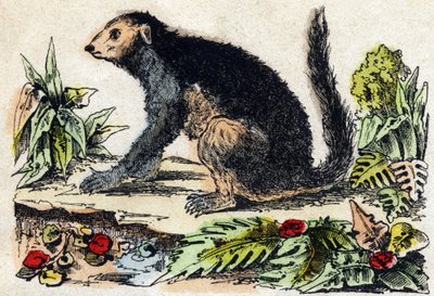Indri (lemurier). Gravyr i "" Alphabet des animaux sauvages"". 9:e serien. Bildspråk av Epinal, Pellerin, tryckare-förlag, ca 1870. Gravyrer på trä, stencilerade. 16 sidor. Mått: 20 x 15 cm. Privat samling av French School