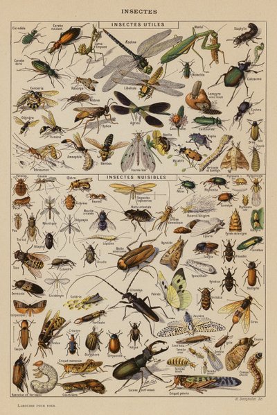 Insekter (färglitografi) av French School