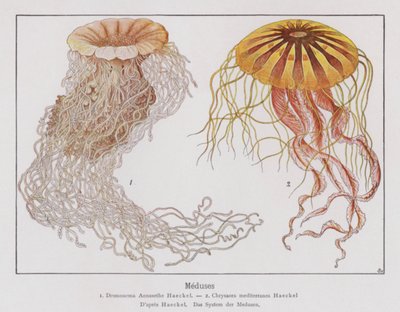 Jellyfish (färglitografi) av French School