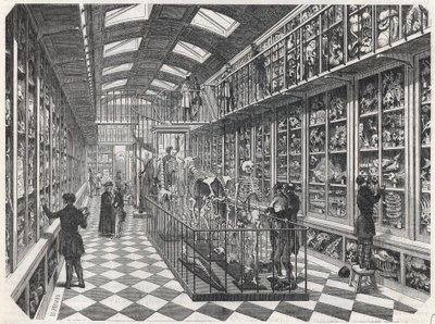 Paris School of Medicine - The Comparative Anatomy Gallery - Gravyr i "" Tableau-de-Paris"" av Edmond Texier 1852. av French School