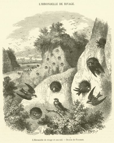 Banksvalan och dess bo (gravyr) av French School