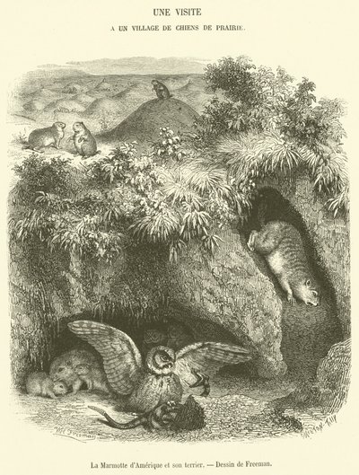 Groundhog och dess håla (gravyr) av French School