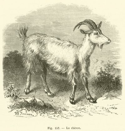 La chevre (gravyr) av French School