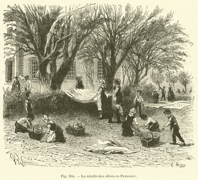 Skörda oliver i Provence (gravyr) av French School