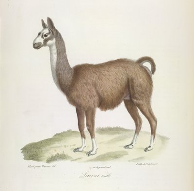 Male Lama, från Natural History of Mammals (färg litho) av French School