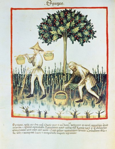 Lat. 9333 folio 23v "Spargus" (Sparrisplockare) från Tacuinum sanitatis, av Ibn Butlân (pergament) av French School