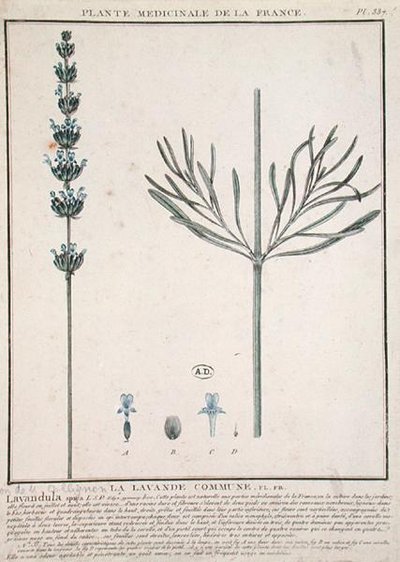 Lavender Spike, tallrik från 