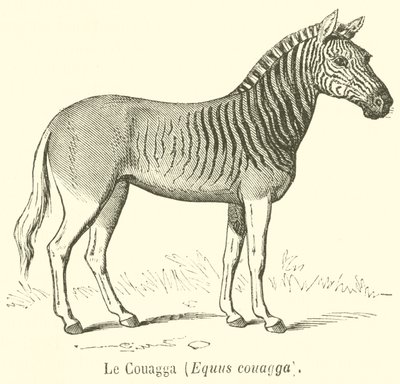 Le Couagga, Equus couagga (gravyr) av French School