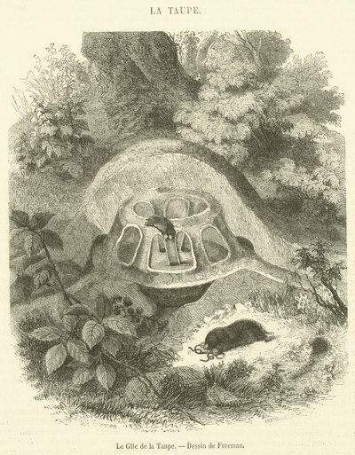 Mullvadens stuga (gravyr) av French School