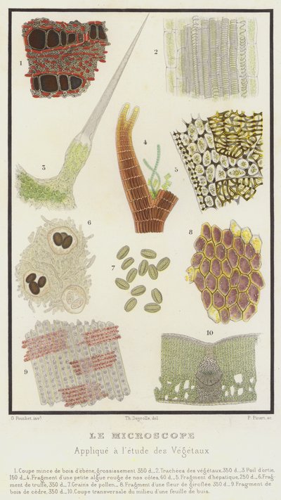 Mikroskopet, tillämpat på studien av växter (färg litho) av French School