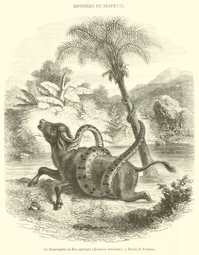 Sucuruyuba eller vattenboa, Eunectis murinus (gravyr) av French School