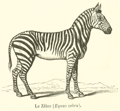 Le Zebre, Equus zebra (gravyr) av French School