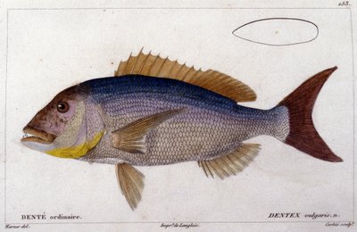 Dentex från "Histoire naturelle des poissons" av Cuvier, Valenciennes, Paris av French School