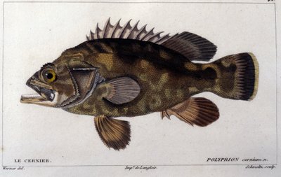 Gruppen enligt "Natural history of fish"" av Cuvier, Valenciennes, Paris av French School