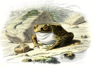 Le padda (Bufo vulgaris) - Tallrik från Natural History av Bernard Germain de Lacepede (1856-1925), upplaga P.Furme, Paris av French School