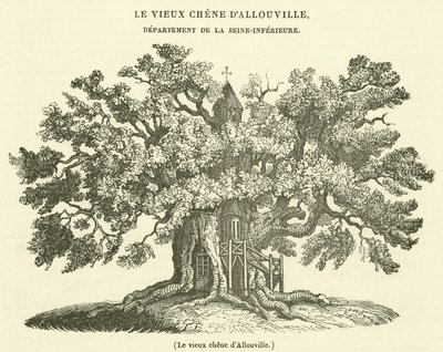 Den gamla eken i Allouville (gravyr) av French School