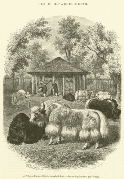 The Yaks, på Paris naturhistoriska museum (gravyr) av French School