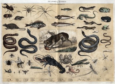 Skadliga djur. gravyr från 1860 i "" les Recreations instructives "" Synoptisk målning av Jules DELBRUCK. Privat samling. av French School