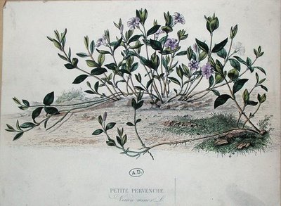 Lesser Periwinkle eller Vinca minor (färgad gravyr) av French School