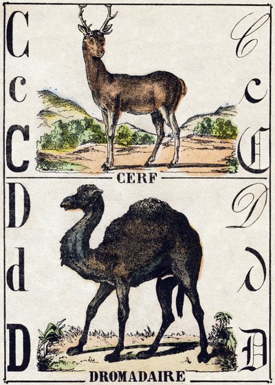 Bokstaven C Rådjur; D Dromedar. Gravyr i "" Alphabet des animaux sauvages"". 9:e serien. Bildspråk av Epinal, Pellerin, tryckare-förlag, ca 1870. Gravyrer på trä, stencilerade. 16 sidor. Mått: 20 x 15 cm. Privat samling av French School