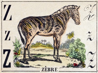 Bokstaven Z Zebra. Gravyr i "Wild Animals Alphabet". 9:e serien. Bildspråk av Epinal, Pellerin, tryckare-förlag, cirka 1870. Gravyrer på trä, stencilerade. 16 sidor. Storlek: 20 x 15 cm. Privat samling av French School