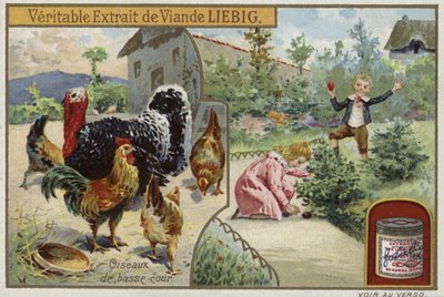 Liebig-kort med fjäderfä av French School