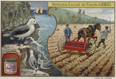 Liebig-kort med sjöfåglar av French School