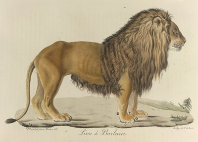 Barbary lejon. Ett Barbary-lejon, från 