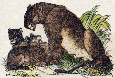 Lejoninna. Gravyr i "" Alphabet des animaux sauvages"". 9:e serien. Bildspråk av Epinal, Pellerin, tryckare-förlag, ca 1870. Gravyrer på trä, stencilerade. 16 sidor. Mått: 20 x 15 cm. Privat samling av French School