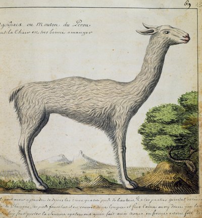 Lama, Peru, akvarell från loggbok av Jacques Gouin de Beauchesne (1652-1730), kapten på Compagnie royale de la Mer du Sud, från 1698 till 1701, Frankrike av French School