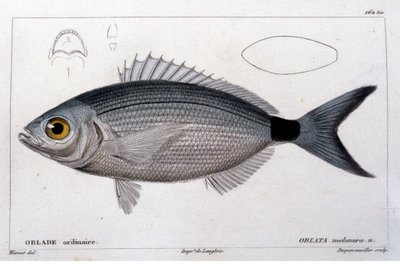 Det vanliga oblade efter "Fiskens naturhistoria" av Cuvier, Valenciennes, Paris av French School