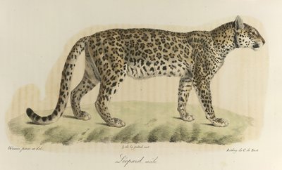 Leopard, hane. En leopardhane, från 