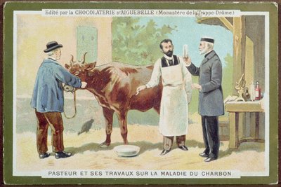 Louis Pasteur (1822-95) undersöker mjältbrand, reklamkort från Chocolaterie dAiguebelle av French School