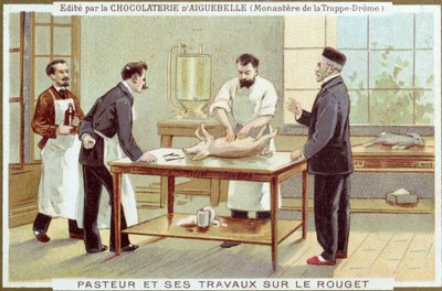 Louis Pasteur (1822-95) arbetar med utredningen av mässling, reklamkort för Chocolaterie dAiguebelle av French School