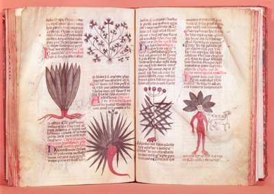 Mandrake, från ett fördrag av Dioscorides (40-c.90 e.Kr.) av French School