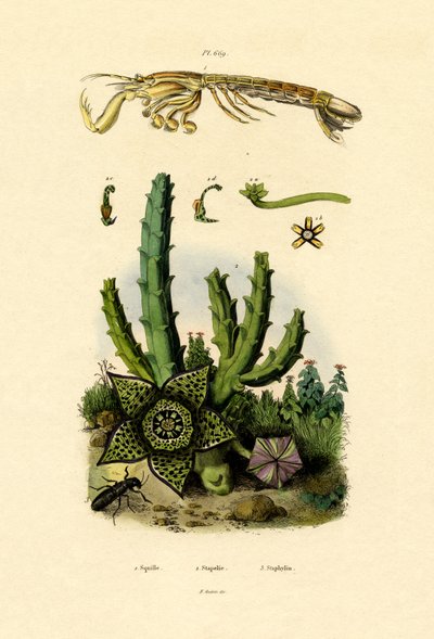 Mantisräka, 1833-39 av French School