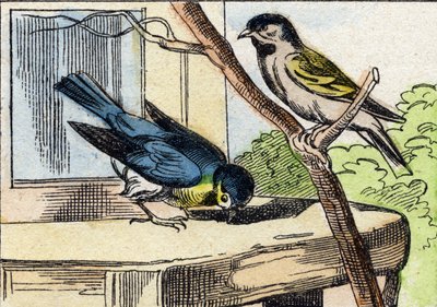 Mesange. Gravyr i "Buffon Alphabet des Oiseaux n 1". 3:e Serie N 1. Avbildning av Epinal, Epinal, sent 1800-tal. 16 sidor. Mått: 28x21cm av French School