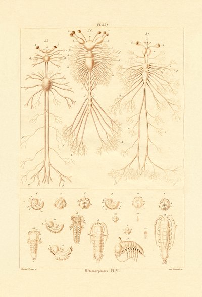 Metamorfos, 1833-39 av French School