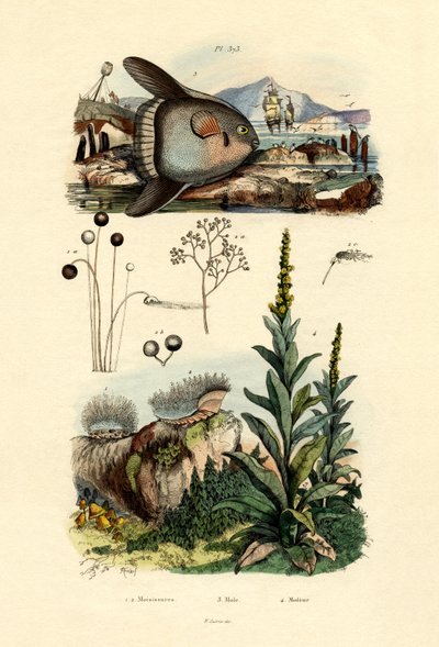 Mögel, 1833-39 av French School