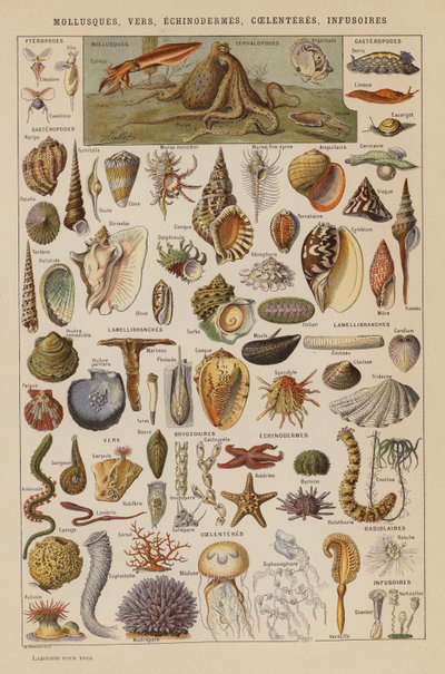 Mollusker, maskar, tagghudingar, coelenter, infusorier (färglitografi) av French School