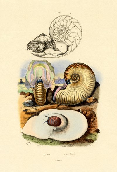 Månsnigel, 1833-39 av French School
