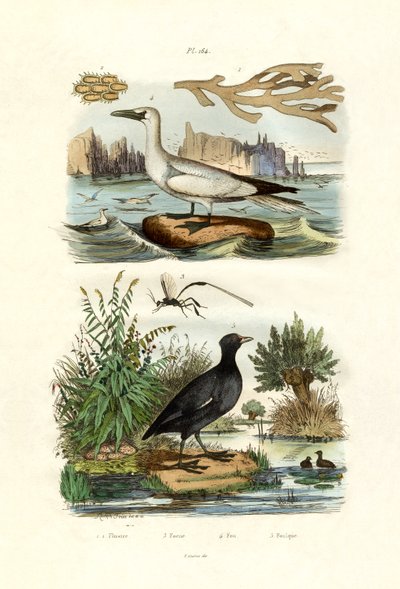 Mossdjur, 1833-39 av French School