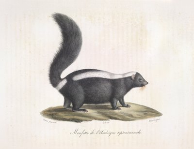 Skunk. Skunk, från Natural History of Mammals (färg litho) av French School
