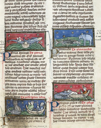 Ms 320 Fol.116 Sea Monsters, från "The Nature of Things" av Thomas van Cantimpre (1201-72) (på veläng) av French School