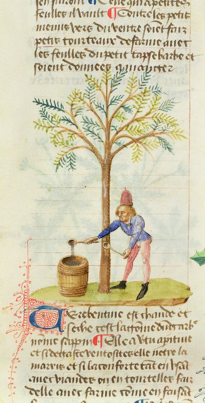 Ms Est 28 M.5.9 fol.165r Samlar terpentin, från Grand Herbier av Pedanius Dioscorides (c.40-90 e.Kr.) av French School